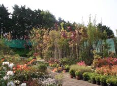 Bedrijfslogo Kwekerij Weigelia